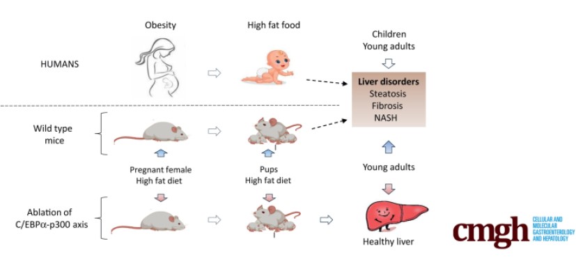 Two Possible Ways to Break Mother-to-Offspring Cycle of Fatty Liver Risk